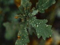 fractal-iris_-photography_insomnia2025-1641