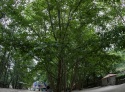 img_5677-copy