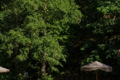 JOS01903
